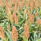Red Sorghum Seeds For Cultivation-Lal Jowar-Yerra Jonnalu