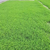 Pusa Basmati 1509 Premium Rice