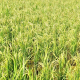 Pusa Basmati 1509 Paddy Seeds