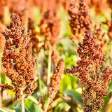 Red Sorghum Seeds-Lal Jowar-Yerra Jonnalu