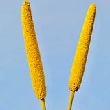 Proso-Millet Crop Seeds-1 Kg Packs
