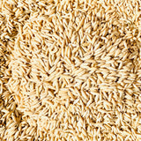 WGL-1246 Paddy Seeds