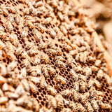 Cultured Honey-1 Kg Packs