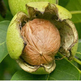 Walnut Kernels-Kashmiri Premium White Variety