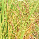 Manipuri Black Paddy Seeds-Chakhao Black Paddy