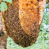 Unprocessed Raw Wild Honey