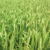 WGL-1246 Paddy Seeds