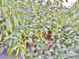 Guntur Whole Red Mirchi-Natural Raw Chilli