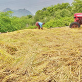 Desi Kulakar Red Paddy Seeds
