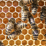 Stingless-Little Bee Raw Honey