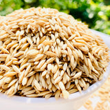 WGL-1246 Paddy Seeds