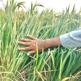 WGL 962 Paddy Seeds
