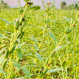 White Sesame Seeds For Cultivation