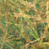 Nirvapate Millet Seeds Little Millets Crop Seeds 1Kg - Truthfully Labelled