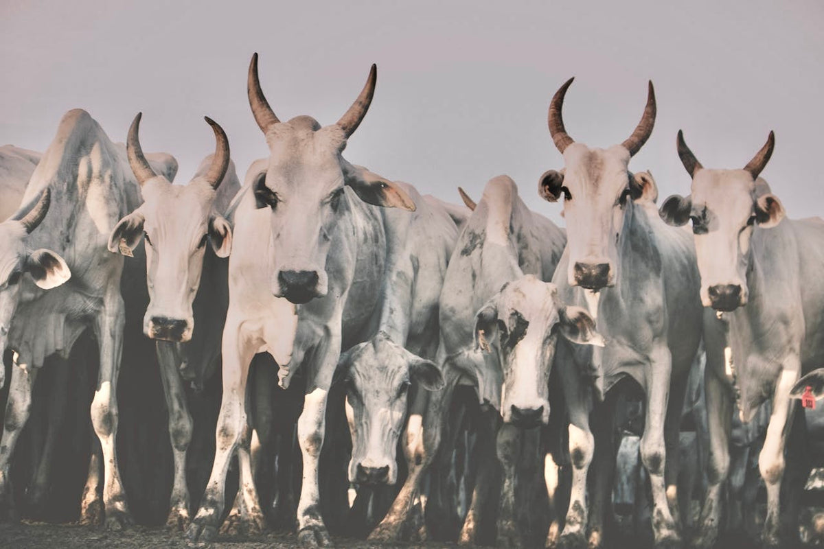 Premium Native Cattle Marketplace | Gir, Sahiwal, Punganur Cows Sale ...