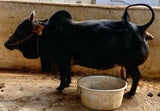 Pure Punganur Male Bull | Indigenous Breeding Bull for Natural Farming