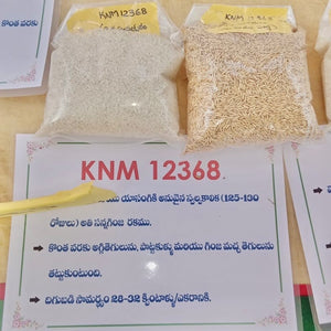 KNM 12368 Paddy Seeds-High Yielding Fine-Grain-130 Days