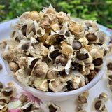 Munaga Vithanalu-Moringa Seeds-Drumsticks Seeds