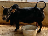 Pure Punganur Male Bull | Indigenous Breeding Bull for Natural Farming