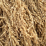 Gobindh Bhog-Aromatic-Scented Paddy Seeds