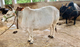 Pure Punganur Male Bull | Indigenous Breeding Bull for Natural Farming