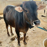 Pure Punganur Male Bull | Indigenous Breeding Bull for Natural Farming