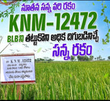 KNM 12472 Paddy Seeds-High Yielding-150 Days