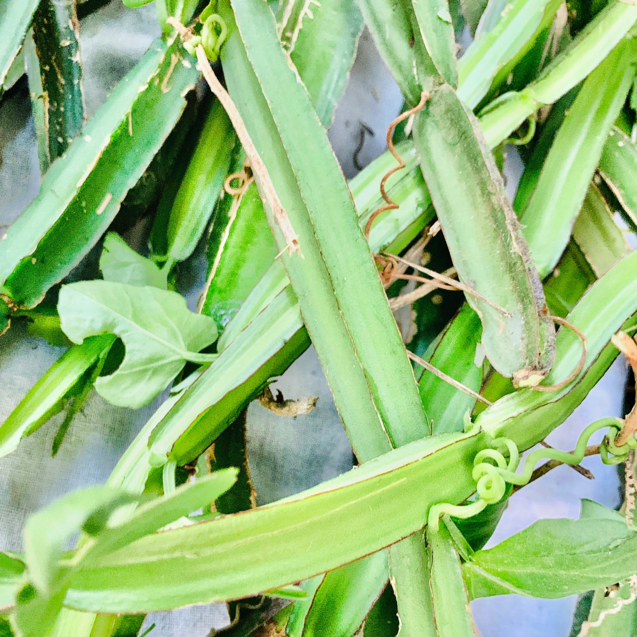 nalleru plant seeds Nalleru Pelaalappadalu-Neyyodiyalu – Vintage Farmers