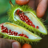 Premium Jafra-Japhar-Annatto Seeds