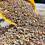 Magic 3 Green Manure Seed Mix