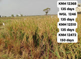 KNM 12472 Paddy Seeds-High Yielding-150 Days
