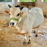Pure Punganur Male Bull | Indigenous Breeding Bull for Natural Farming