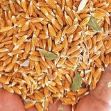 Rakthasali Red Paddy Seeds