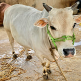 Pure Punganur Male Bull | Indigenous Breeding Bull for Natural Farming