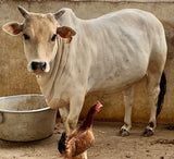 Pure Punganur Male Bull | Indigenous Breeding Bull for Natural Farming