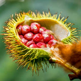 Premium Jafra-Japhar-Annatto Seeds