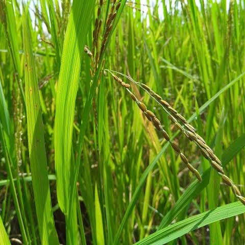 Rakthasali Red Paddy Seeds