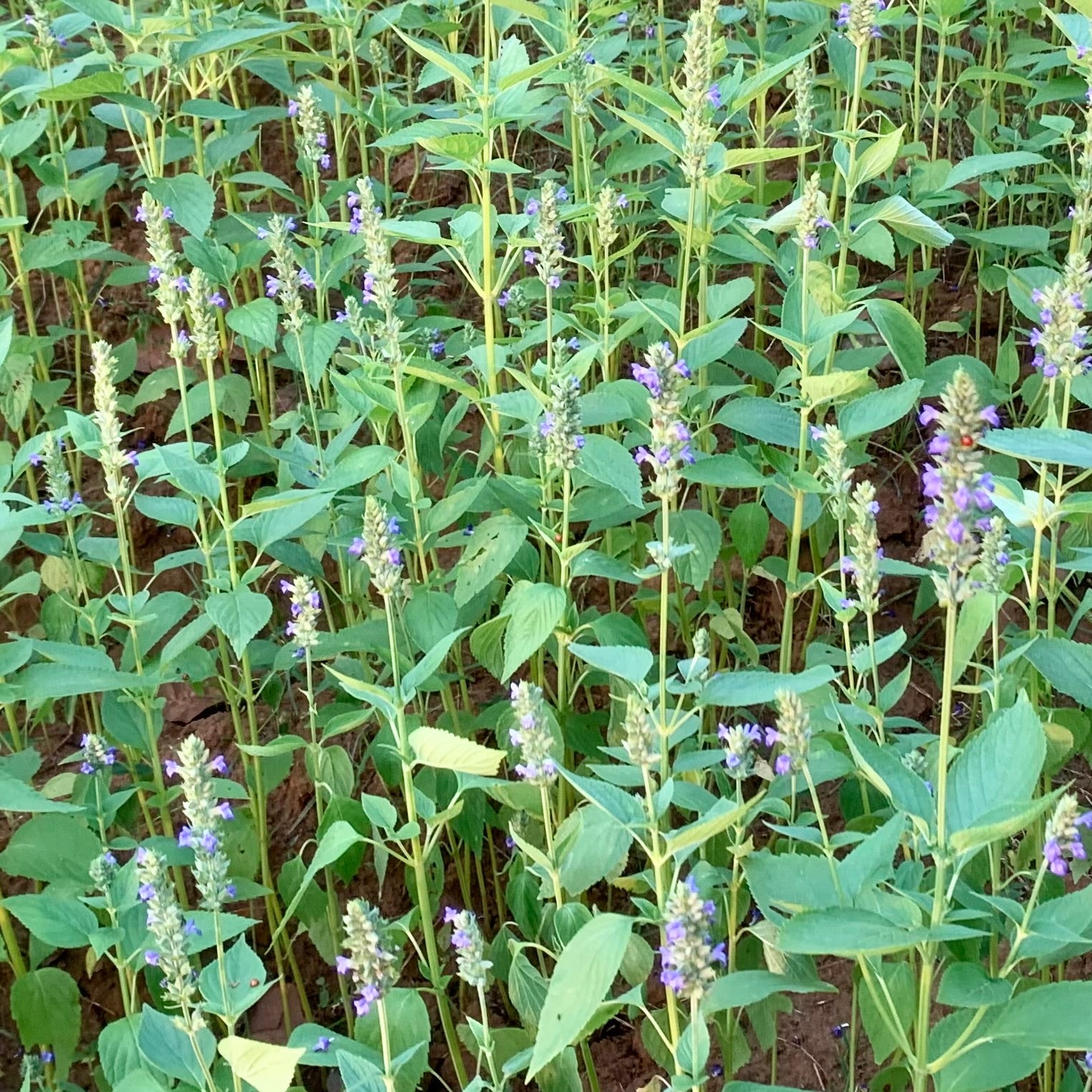 chia seeds plant in nepali Chia Seeds For Cultivation – Vintage Farmers