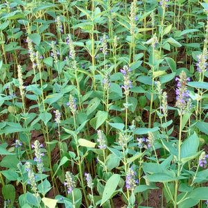 chia seeds on plant Chia Seeds For Cultivation – Vintage Farmers