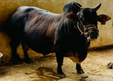 Pure Punganur Male Bull | Indigenous Breeding Bull for Natural Farming
