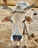 Pure Punganur Male Bull | Indigenous Breeding Bull for Natural Farming