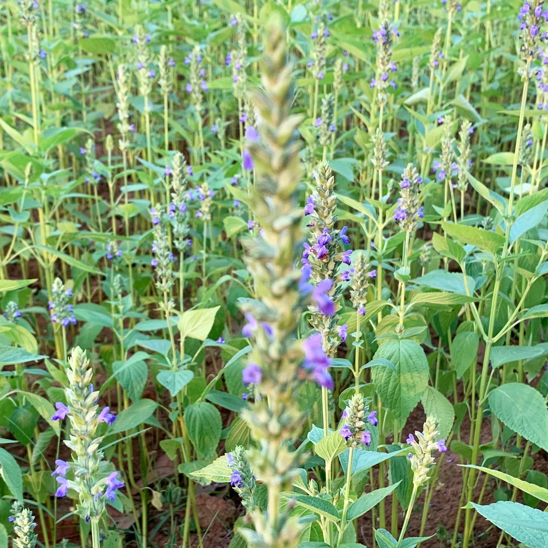chia seeds plant name in telugu Chia Seeds For Cultivation – Vintage Farmers