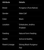 Pure Punganur Male Bull | Indigenous Breeding Bull for Natural Farming