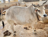 Pure Punganur Male Bull | Indigenous Breeding Bull for Natural Farming