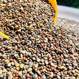Magic 3 Green Manure Seed Mix
