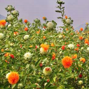 plant safflower seeds Safflower Seeds-Kusuma Vithanalu – Vintage Farmers