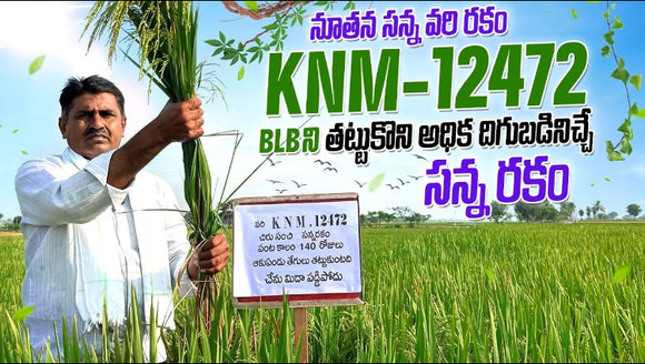 KNM 12472 Paddy Seeds-High Yielding-150 Days