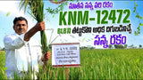 KNM 12472 Paddy Seeds-High Yielding-150 Days