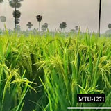 MTU-1271 Marteru Paddy Seeds-Andhra Pradesh