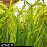 MTU-1271 Marteru Paddy Seeds-Andhra Pradesh